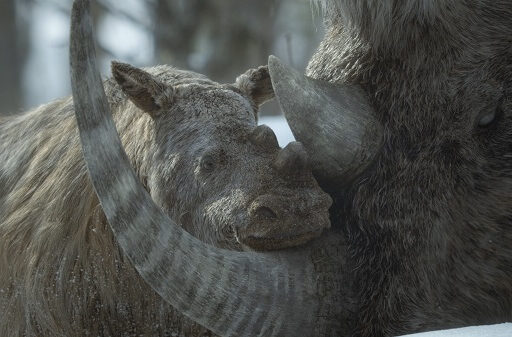 Prehistoric Planet: Ice Age AppleTV+