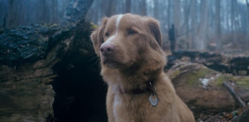 Bom Menino: terror com cachorro estreia quinta-feira nos cinemas