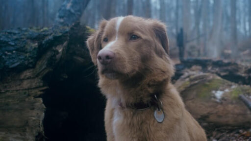 Bom Menino: terror com cachorro estreia quinta-feira nos cinemas