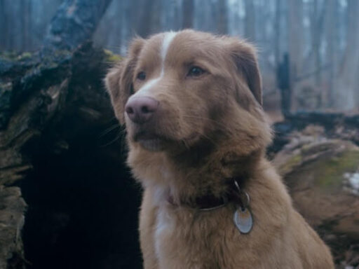 Bom Menino: terror com cachorro estreia quinta-feira nos cinemas