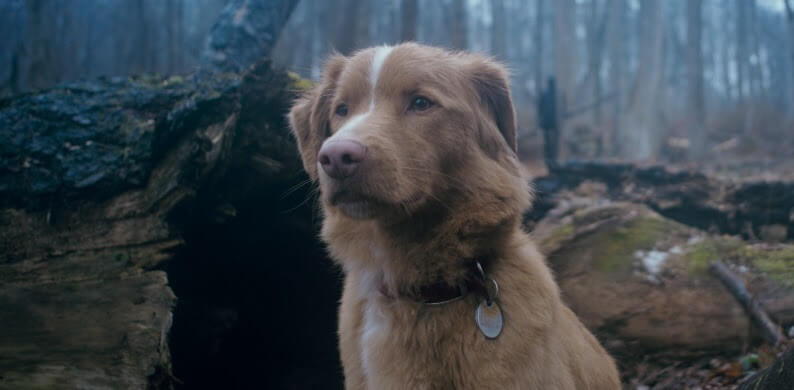 Bom Menino: terror com cachorro estreia quinta-feira nos cinemas